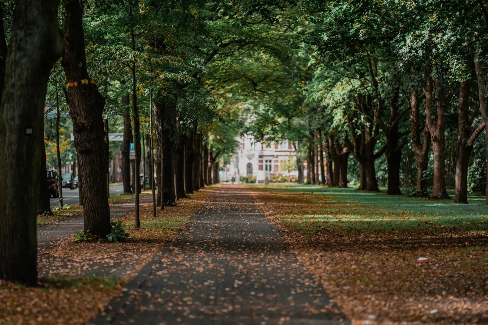 Baumallee mit herbstlichem Laub in einem Wohnviertel von Hamm.