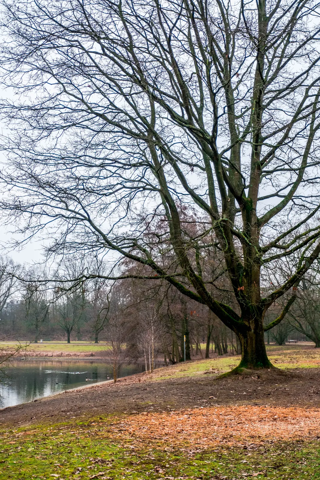 Kahle alte Eiche an einem Teich in einem Park in Neuss im Winter.