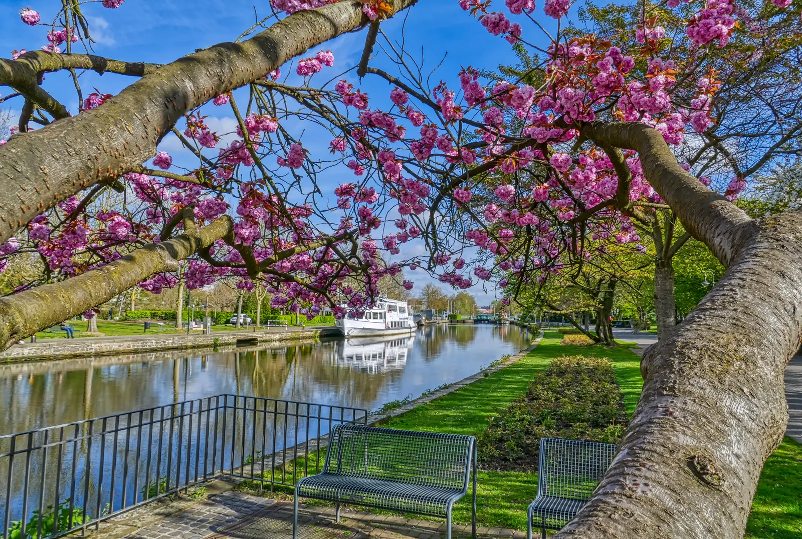 Ruhrpromenade in Mülheim an der Ruhr mit Ausflugsschiff unter blühenden Zierkirschen.