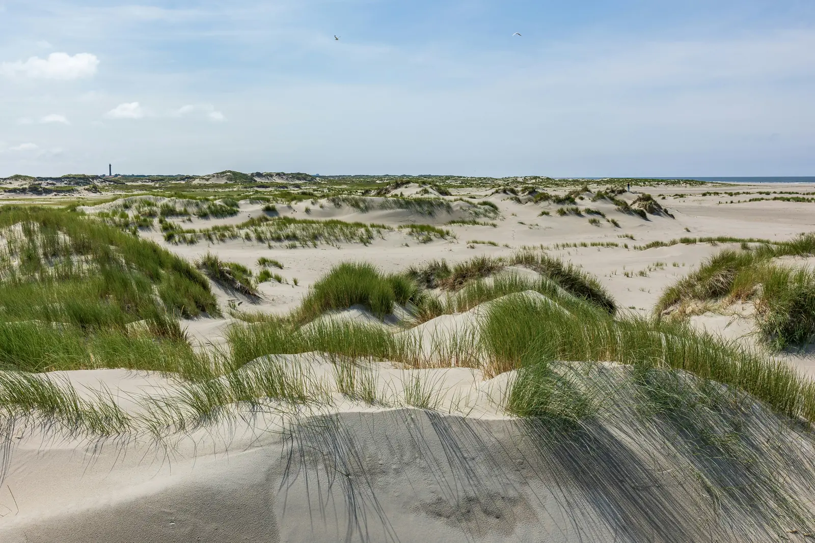Dünenlandschaft mit Strandhafer an der niedersächsischen Nordseeküste.