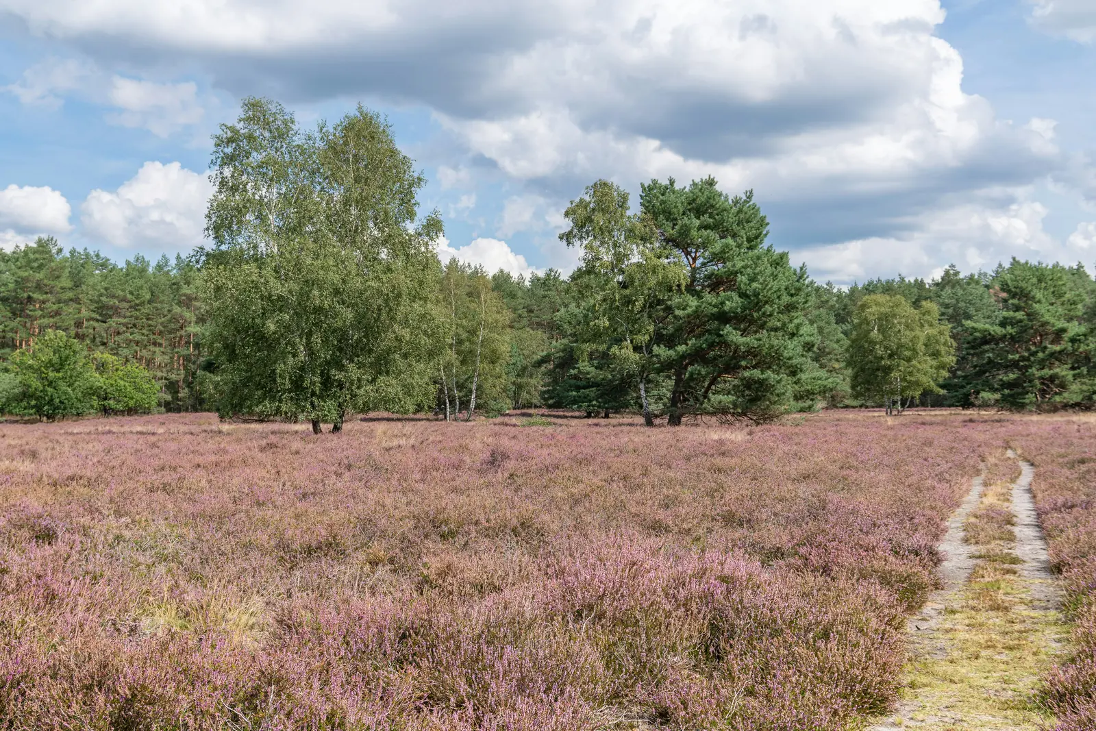 Blühende Besenheide mit Birken und Kiefern in der Lüneburger Heide.