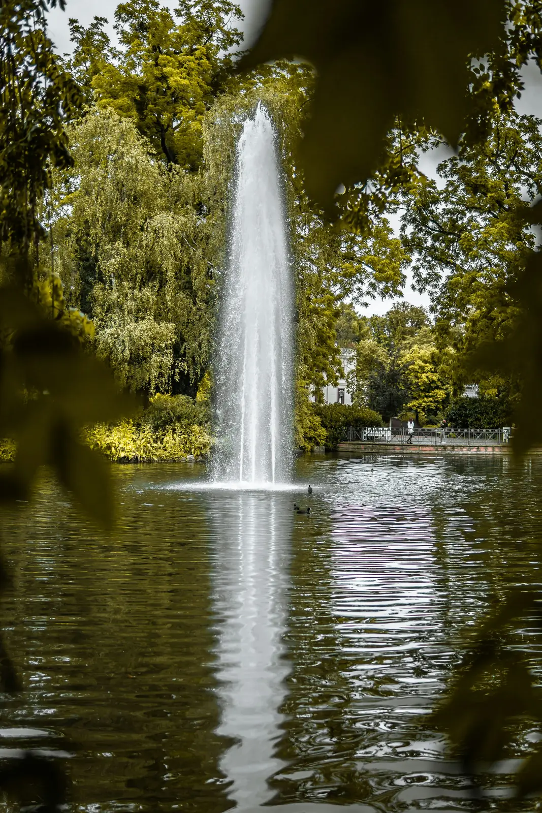 Springbrunnen in einem Teich im Wiesbadener Kurpark zwischen alten Bäumen.