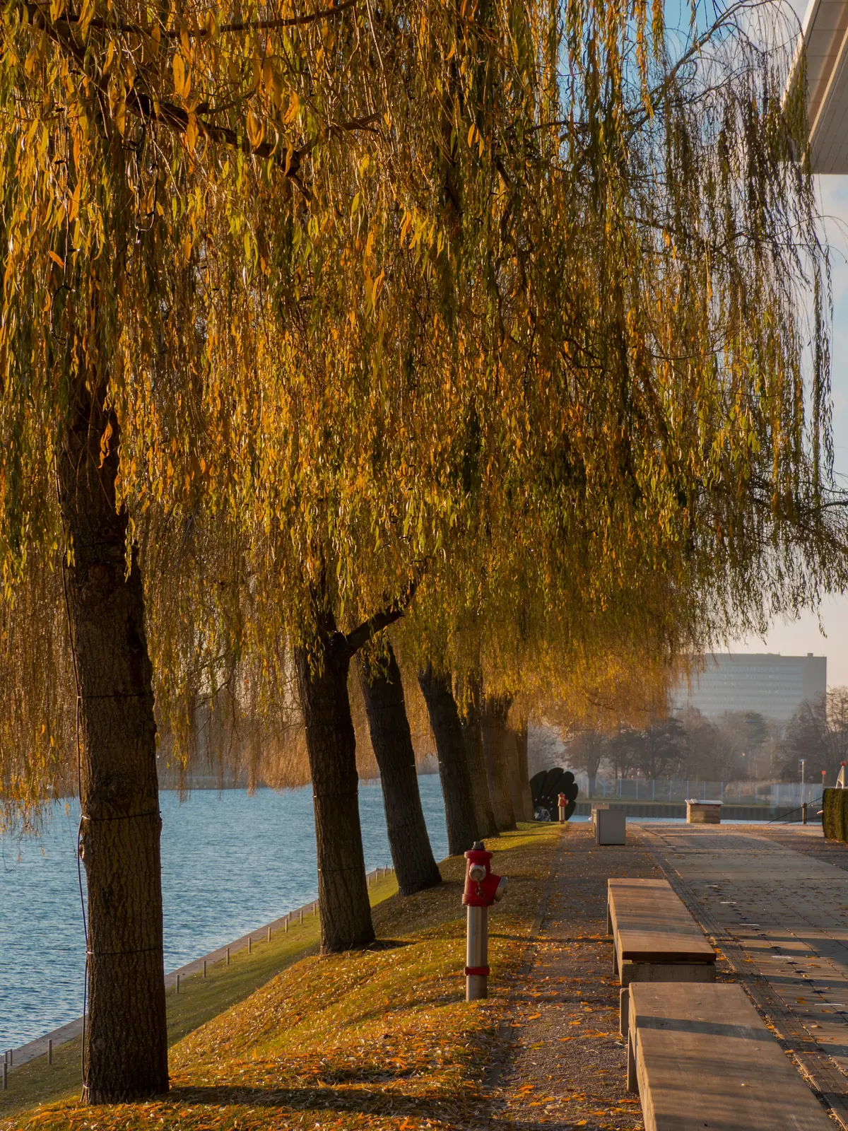 Herbstliche Trauerweiden am Ufer in Wolfsburg mit Wanderweg und Bänken.