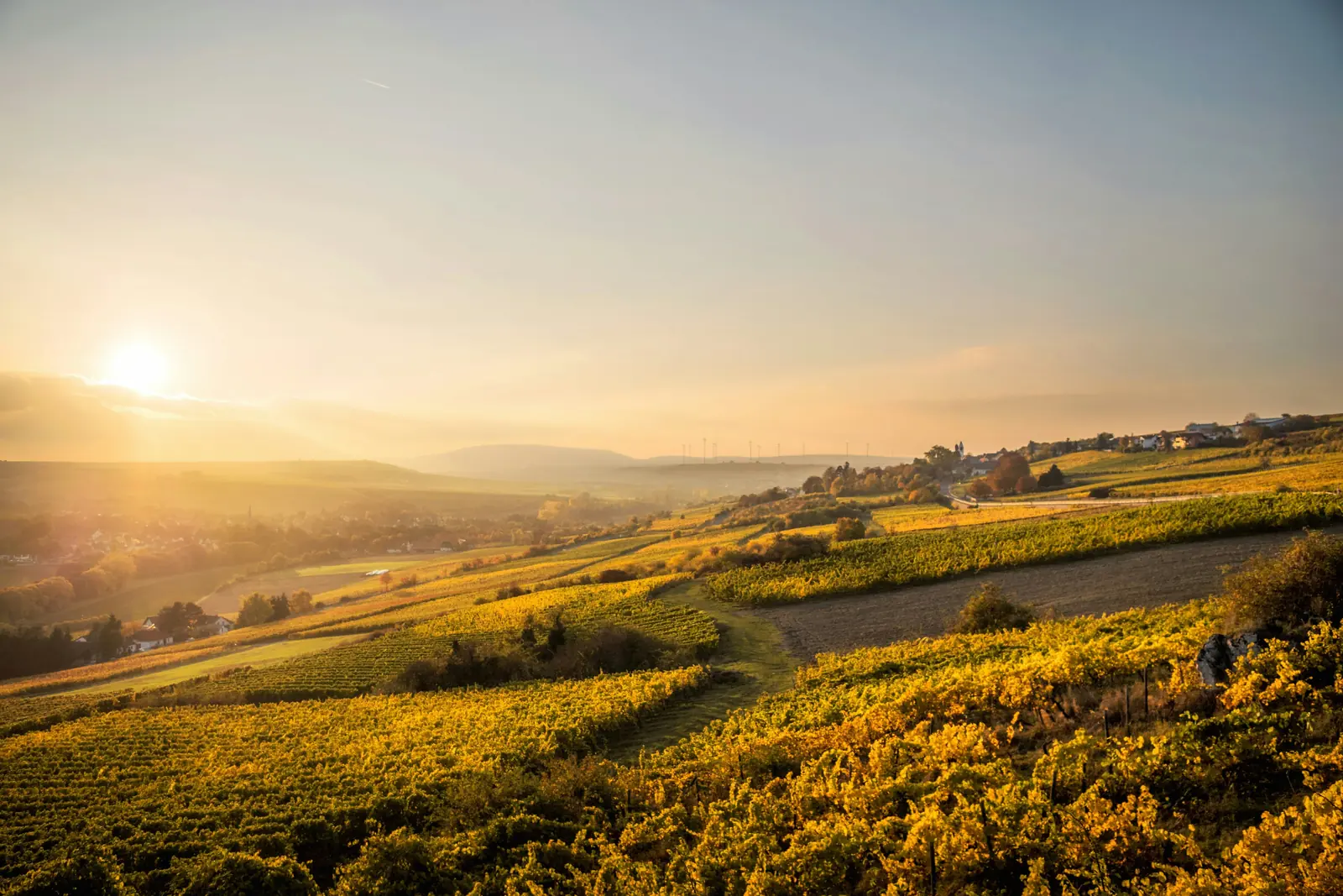 Weinberge im goldenen Abendlicht mit Blick über Hügel und ein Dorf.