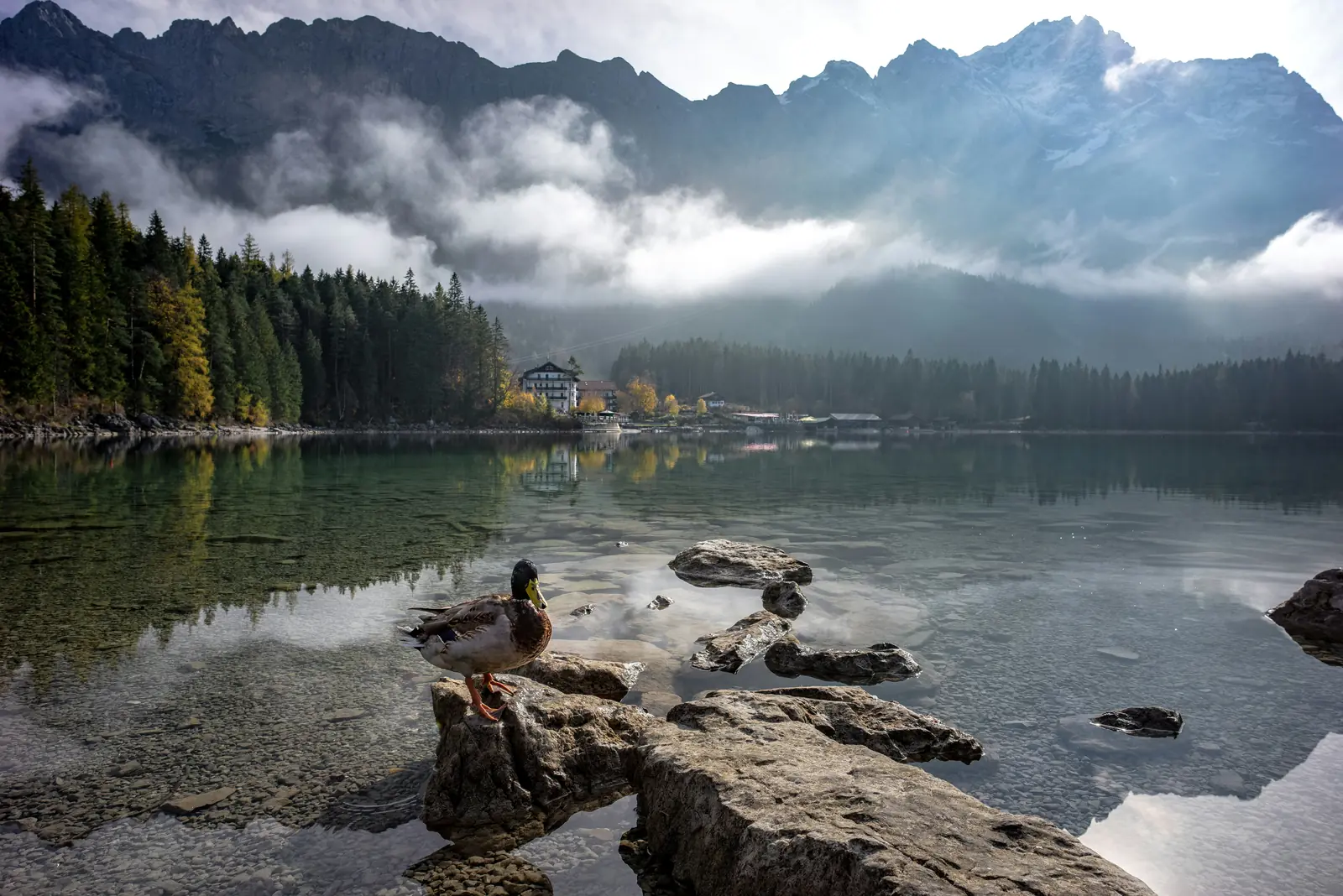 Ente auf einem Stein am Eibsee mit dem wolkenverhangenen Zugspitzmassiv.